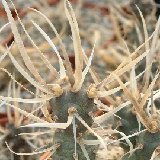 Tephrocactus