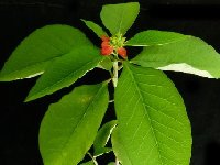 Non Succulent Seeds