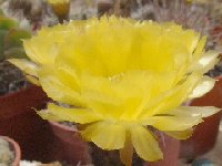 Acanthocalycium glaucum ©JL03  Acanthocalycium glaucum FA ex P394, Hualfin, Catamarca, 2000 m, Argentina also by 100