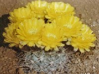 Acanthocalycium glaucum griseum ©JLcoll.4  Acanthocalycium griseum (glaucum) FA ex JL qlso by 100