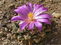 Ariocarpus kotschoubeyanus JL442  Ariocarpus kotschoubeyanus FA †