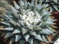 Ariocarpus retusus furfuraceus JL  Ariocarpus retusus furfuraceus GK41/91 FA also by 50