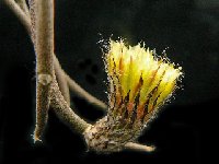 Astrophytum caput-medusae JLcoll.4653  Astrophytum caput-medusae FA † few quantity