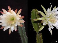 Cereus spp JL Dscf6492  Cereus spp mix old seeds 0.10 200 seeds