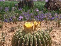 Echinocactus platyacanthus ©JLcoll.1146  Echinocactus platyacanthus JLcoll.1146