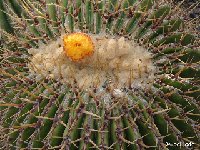 Echinocactus platyacanthus Dscf1843  Echinocactus platyacanthus old seeds 0.1€ 200 seeds