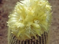 Eriocephala lenninghausii ©JL-053  Eriocephala lenninghausii FA (ex Eriocactus) also by 100