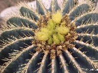 Ferocactus glaucescens JL543  Ferocactus glaucescens JL543+FC also by 100/1000/10.000