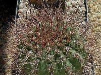 Gymnocalycium acorrugatum GM  Gymnocalycium acorrugatum VS34+  GN13-548,  Argentina (FA) also by 100/500
