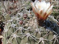 Gymnocalycium bayrianum JL1873  Gymnocalycium bayrianum FA ex JL614 also by 100/500