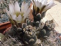 Gymnocalycium bodenbenderianum JL  Gymnocalycium bodenbenderianum kozelskyanum RFPA298.01 Los Baldecitos, La Rioja, ARG also by 100/500