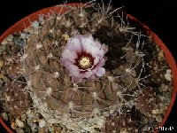 Gymnocalycium bodenbenderianum kozelskyanum P1040374  Gymnocalycium bodenbenderianum kozelskyanum P76A Los Colorados 1100m, LR, ARG also by 100
