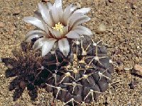 Gymnocalycium bodenbenderianum paucispinum ex stellatum P402 Salinas Grandes, Catamarca, Arg  Gymnocalycium bodenbenderianum paucispinum ex asterum FA also by 100/500