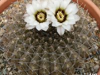 Gymnocalycium bodenbenderianum triacanthum JLcoll.2034  Gymnocalycium bodenbenderianum ssp triacanthum P124 Sierra Ancasti also by 100/500