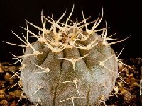 Gymnocalycium bodenbenderianum v guasayanense VS-138 JJ.Houdré  Gymnocalycium bodenbenderianum riojense guasayanense VS138, Recreo, Cat., ARG also by 100/500