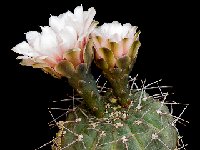 Gymnocalycium bodenbenderianum v mirandaense P222 JJ.Houdre  Gymnocalycium bodenbenderianum mirandaense Piltz222 Cuesta Miranda LR ARG also by 100/500