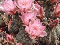 Gymnocalycium bruchii  JL617  Gymnocalycium bruchii FA ex JL617 also by 100