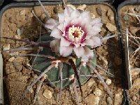 Gymnocalycium cardenasianum ssp armatum LB3466 FA  Gymnocalycium cardenasianum ssp armatum Rio Toraja Puno, Tarija, BOL