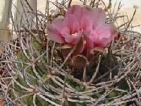 Gymnocalycium castellanosii (armillatum) ©JLcoll.4849  Gymnocalycium castellanosii RFPA311.01 SW Olta, 569 m, La Rioja, ARG also by 100/500