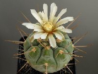 Gymnocalycium castellanosii bozsingianum  Gymnocalycium castellanosii bozsingianum P205 FA also by 100