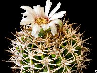 Gymnocalycium castellanosii ferocius ex ferox ferocior © JJ.Houdré.13090402  Gymnocalycium castellanosii ferocius GN0395-1307 FA also by 100