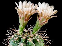 Gymnocalycium catamarcense P72  Gymnocalycium catamarcense P72 Andalgala, Catamarca, Argentina also by 100