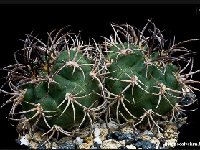 Gymnocalycium catamarcense montanum ©JJ Houdré  Gymnocalycium catamarcense montanum FA ex GN698 also by 100/500