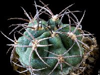 Gymnocalycium catamarcense-fma-belenense-14101404  Gymnocalycium catamarcense belenense VS64 Cuesta de Belén, Catamarca, ARG also by 100