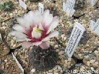 Gymnocalycium esperanzae ©FA  Gymnocalycium esperanzae La Nueva Esperanza, LR ARG FA also by 100