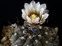 Gymnocalycium esperanzae-MM-1257-20072805-953x1024  Gymnocalycium esperanzae HV4665 or MM1257 E. Corral de Isaac, LR ARG also by 100/500