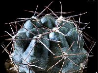Gymnocalycium fischeri © JJHoudré  Gymnocalycium fischeri LF01 typus, El Volcán, San Luis, ARG also by 100