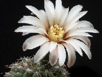 Gymnocalycium frankianum JJH  Gymnocalycium frankianum VSO0681 FA also by 100