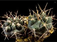 Gymnocalycium gibbosum borthii nogolense ©JJ Houdre  Gymnocalycium gibbosum ssp. borthii v. nogolense (Nogoli, San Luis, ARG Bercht3087 also by 100/1000