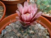 Gymnocalycium glaucum ferrarii JLcoll.1900 ex Falk   Gymnocalycium glaucum ferrariii E. Anillaco, 798 m LR, ARG also by 100/500