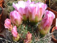 Gymnocalycium horridispinum ©JLcoll.1916  Gymnocalycium horridispinum FA also by 100