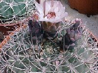 Gymnocalycium hossei ©JLcoll.1919  Gymnocalycium hossei RFPA225.01 Quebrada de la Cébila Catamarca, ARG also by 100/1000
