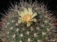 Gymnocalycium hossei mazanense RCB505 Mazan, Argentina ©JLcoll.1935  Gymnocalycium hossei mazanense RCB505 Mazan, Argentina also by 100