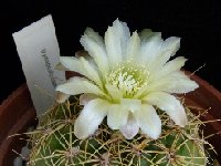 Gymnocalycium hyptiacanthum ©JLcoll.1929  Gymnocalycium hyptiacanthum FA (ex Westfield) also by 100
