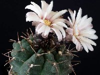 Gymnocalycium knollii WO66 Taninga, 1000m, Cordoba ARG 20063002  Gymnocalycium knollii n.n. WO66 Taninga Cordoba Argentina FA also by 100/500