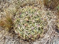 Gymnocalycium monvillei, Arg JL Dscf7081  Gymnocalycium monvillei RFPA324.03 1km W. Tantil, Córdoba, ARG also by 100