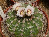 Gymnocalycium nigriareolatum  JLcoll.1955  Gymnocalycium nigriareolatum P132 N. El Portezuelo Catamarca, ARG also by 100/500