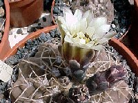 Gymnocalycium ochoterenae JLcoll.1956  Gymnocalycium ochoterenae RFPA317.01 11km N Salsacate Córdoba, ARG also by 100