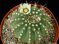 Gymnocalycium ochoterenae vatteri JLcoll.2040  Gymnocalycium ochoterenae ssp vatteri P108 Las Rabonas 900m, Cordoba, ARG also by 100/500