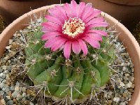 Gymnocalycium oenanthemum carminanthum ©JLcoll.1886  Gymnocalycium oenanthemum carminanthum P133 Sierra Ambato Catamarca, ARG also by 100/1000