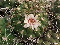 Gymnocalycium pflanzii v. comarapense JLcoll.1964  Gymnocalycium pflanzii var. comarapense FA also by 100-150/ 1000