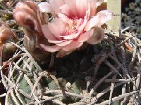 Gymnocalycium pugionacanthum Dscf0705  Gymnocalycium pugionacanthum P72 FA also by 100