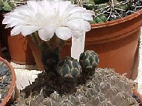 Gymnocalycium quehlianum  JLcoll.1979  Gymnocalycium quehlianum FA also by 100/1000