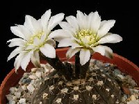 Gymnocalycium ragonesei JLcoll.1982  Gymnocalycium ragonesei JLcoll.1982 small and beautiful! also by 100/1000/10.000