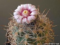 Gymnocalycium rhodantherum ©GMcoll.  Gymnocalycium rhodantherum RFPA 269.01 SW Nonogasta La Rioja, ARG also by 100