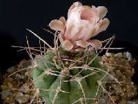 Gymnocalycium rhodantherum coloradense-RFPA-301.02 9072003  Gymnocalycium rhodantherum coloradense-RFPA-301.02 †